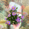 Brachyscome 'Brasco Violet' - Swan River Daisy - Sprouts of Bristol