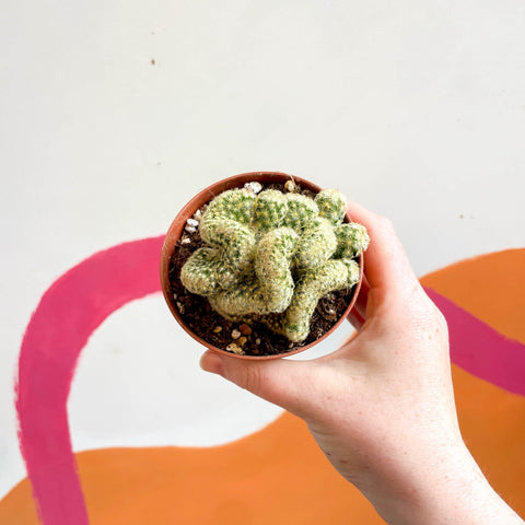 Brain Cactus - Mammillaria elongata 'Cristata' - Sprouts of Bristol