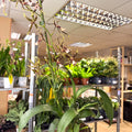 Brassia ‘Summer Dream’ – Spider Orchid - Sprouts of Bristol