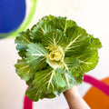 Brassica oleracea - Ornamental Cabbage or Kale - Lucky Mix - Sprouts of Bristol