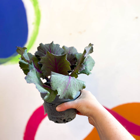 Brassica oleracea - Ornamental Cabbage or Kale - Lucky Mix - Sprouts of Bristol