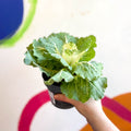 Brassica oleracea - Ornamental Cabbage or Kale - Lucky Mix - Sprouts of Bristol
