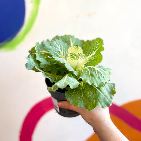 Brassica oleracea - Ornamental Cabbage or Kale - Lucky Mix - Sprouts of Bristol