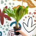 Brighamia insignis – Hawaiian Palm - Sprouts of Bristol