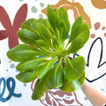 Brighamia insignis – Hawaiian Palm - Sprouts of Bristol