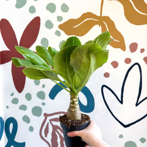 Brighamia insignis – Hawaiian Palm - Sprouts of Bristol