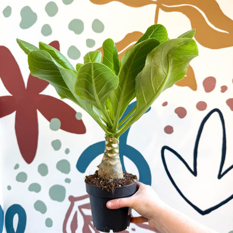 Brighamia insignis – Hawaiian Palm - Sprouts of Bristol