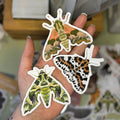 British Moth Vinyl Stickers Set of 3 - Sprouts of Bristol