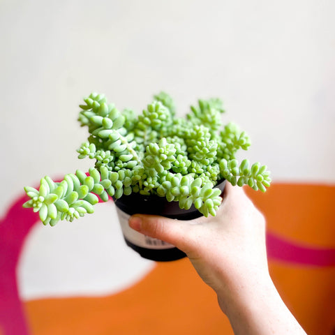 Burro's Tail - Sedum morganianum ‘Burrito’ - Sprouts of Bristol