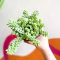 Burro's Tail - Sedum morganianum ‘Burrito’ - Sprouts of Bristol