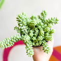 Burro's Tail - Sedum morganianum ‘Burrito’ - Sprouts of Bristol