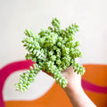 Burro's Tail - Sedum morganianum ‘Burrito’ - Sprouts of Bristol