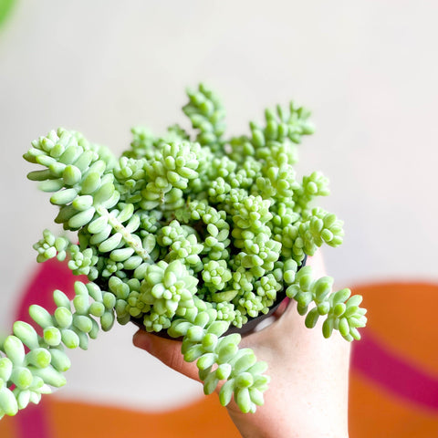 Burro's Tail - Sedum morganianum ‘Burrito’ - Sprouts of Bristol