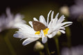 Butterfly Mix - Wildflower Grab Bag - Sprouts of Bristol