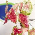Caladium bicolor 'Raspberry Moon' - Sprouts of Bristol
