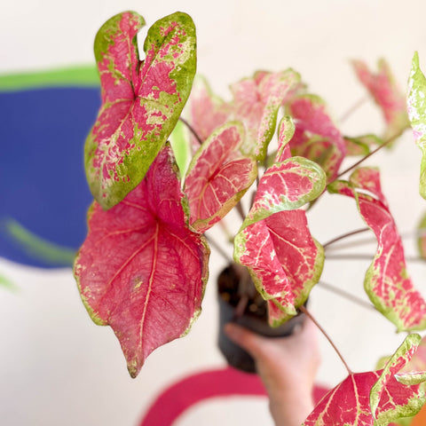 Caladium bicolor 'Raspberry Moon' - Sprouts of Bristol