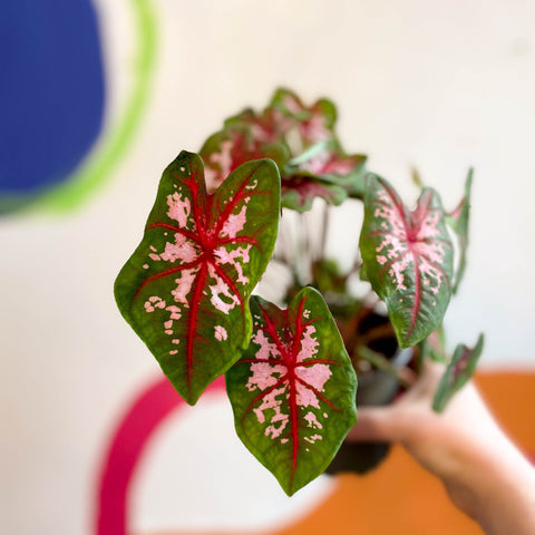 Caladium 'Butterfly' - Sprouts of Bristol