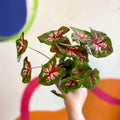 Caladium 'Butterfly' - Sprouts of Bristol