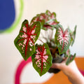 Caladium 'Butterfly' - Sprouts of Bristol