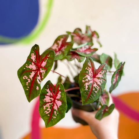 Caladium 'Butterfly' - Sprouts of Bristol