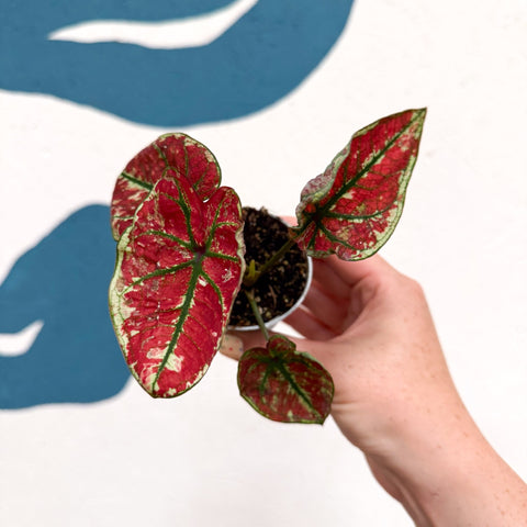 Caladium 'Fire Phoenix' - Sprouts of Bristol