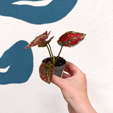 Caladium 'Fire Phoenix' - Sprouts of Bristol