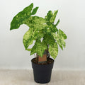 Caladium 'Frog In The Blender' - Sprouts of Bristol