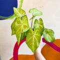 Caladium 'Lizard' - Sprouts of Bristol