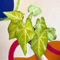 Caladium 'Lizard' - Sprouts of Bristol