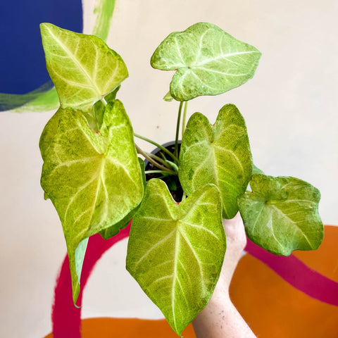 Caladium 'Lizard' - Sprouts of Bristol