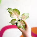 Caladium maculatum - Sprouts of Bristol