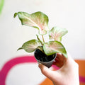 Caladium maculatum - Sprouts of Bristol