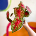 Caladium 'Pink Queen' - Sprouts of Bristol