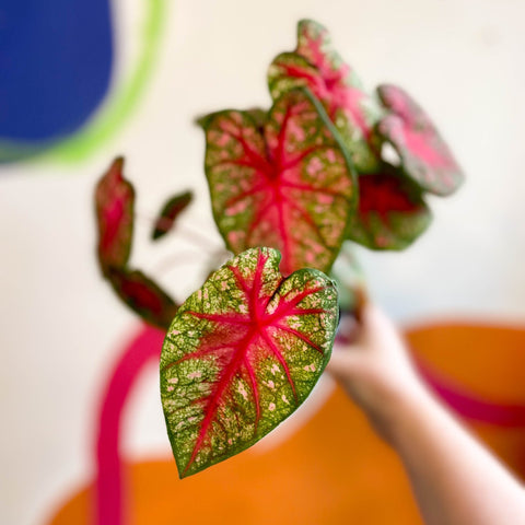 Caladium 'Pink Queen' - Sprouts of Bristol