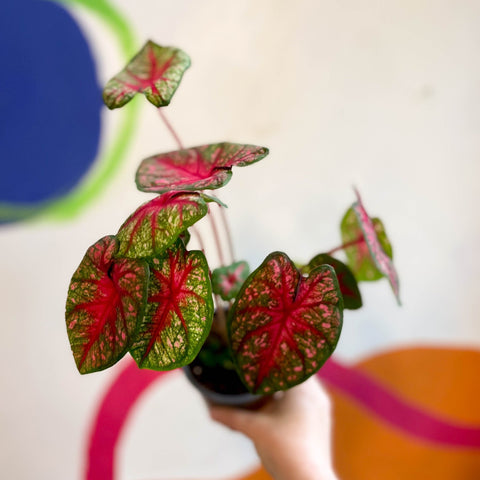 Caladium 'Pink Queen' - Sprouts of Bristol