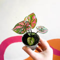 Caladium 'Purple Light' - Sprouts of Bristol