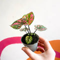 Caladium 'Purple Light' - Sprouts of Bristol