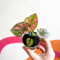 Caladium 'Purple Light' - Sprouts of Bristol