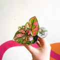 Caladium 'Purple Light' - Sprouts of Bristol