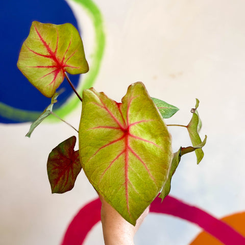 Caladium 'River' - Sprouts of Bristol