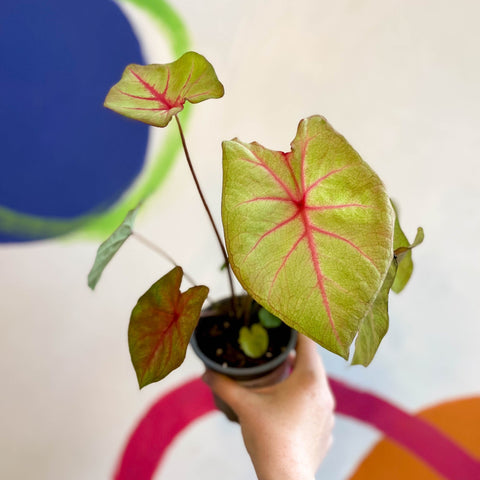 Caladium 'River' - Sprouts of Bristol