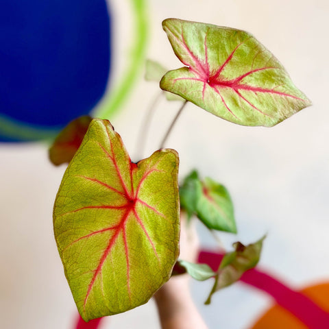 Caladium 'River' - Sprouts of Bristol