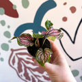 Caladium 'Saga' - Sprouts of Bristol