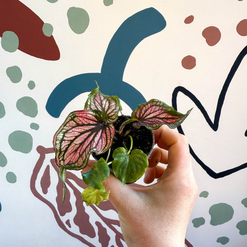 Caladium 'Saga' - Sprouts of Bristol