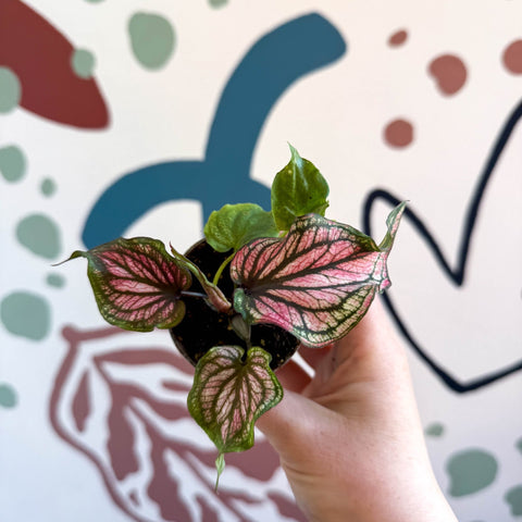 Caladium 'Saga' - Sprouts of Bristol