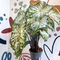 Caladium 'Snow Flurry' - Sprouts of Bristol