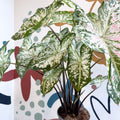 Caladium 'Snow Flurry' - Sprouts of Bristol