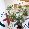 Caladium 'Snow Flurry' - Sprouts of Bristol