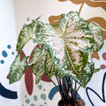 Caladium 'Snow Flurry' - Sprouts of Bristol