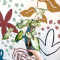 Caladium 'White Wonder' - Sprouts of Bristol